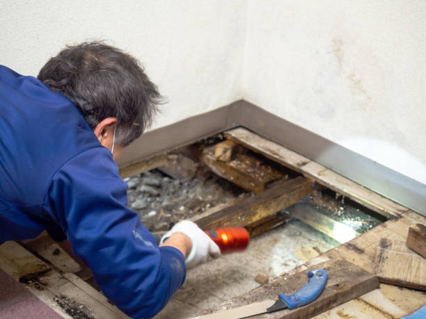 Best Same-Day Mold Removal  in La Cygne, KS