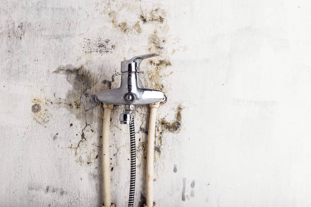 Best Mold Cleaning Services  in La Cygne, KS
