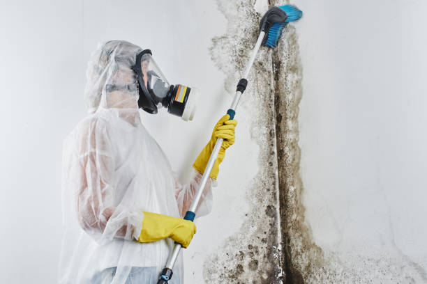 Best Fast Mold Removal  in La Cygne, KS
