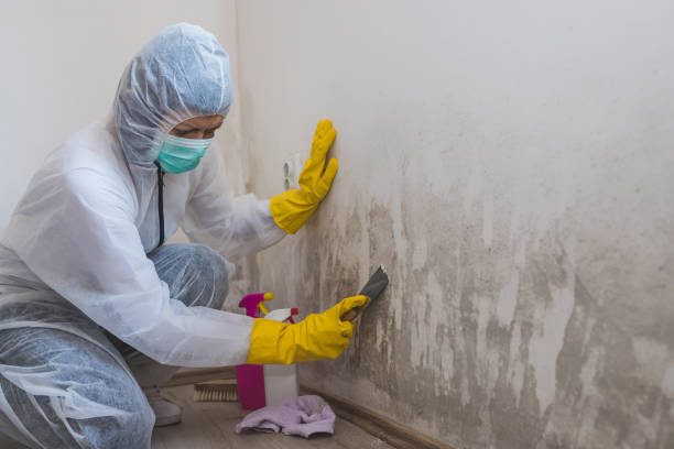 Best Toxic Mold Removal  in La Cygne, KS