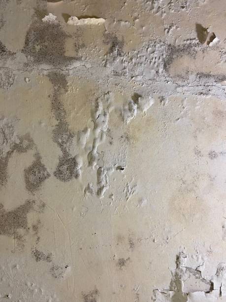 Best Best Mold Removal Companies  in La Cygne, KS