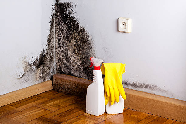 Best Mold Damage Repair  in La Cygne, KS