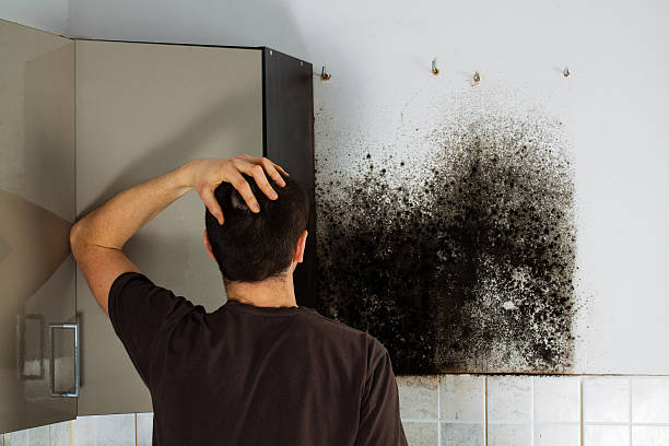 Best Toxic Mold Removal  in La Cygne, KS