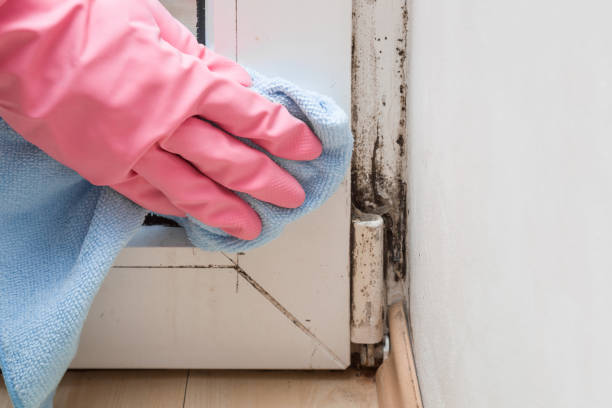 Best Affordable Mold Removal  in La Cygne, KS