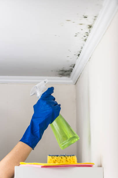 Best Attic Mold Removal  in La Cygne, KS