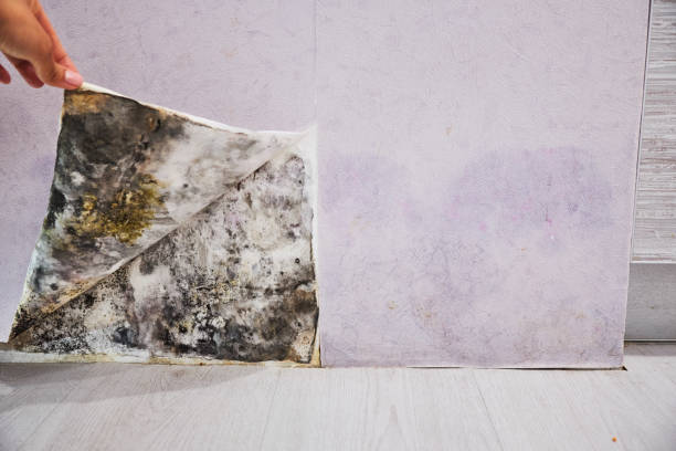 Best Affordable Mold Removal  in La Cygne, KS